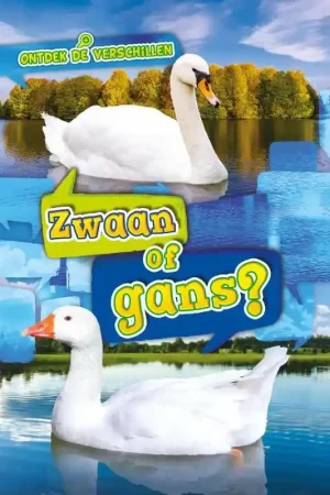 Zwaan of gans? Uitverkoop