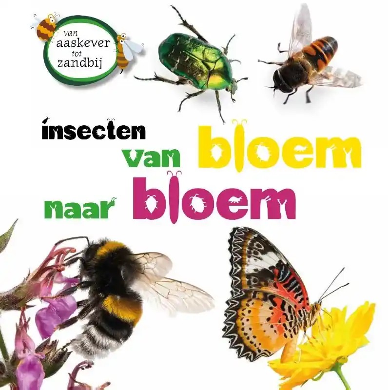 Insecten van bloem tot bloem Alleen Vandaag